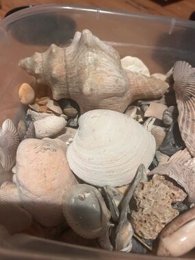 11-15 lbs of all natural seashells
